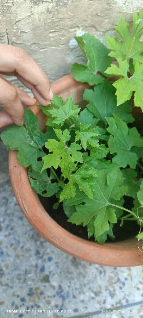 Bitter Gourd foliar scan by Plant Finder