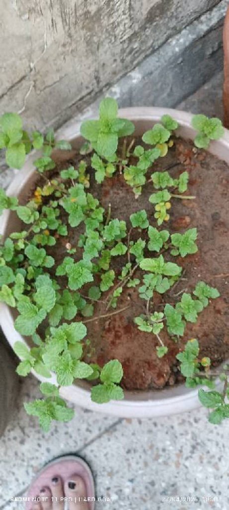 Mint foliar scan by Plant Finder