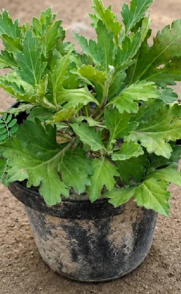 Nitrogen Deficiency foliar scan by Plant Finder