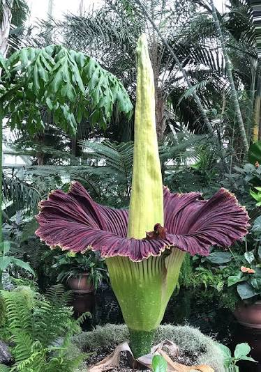 Amorphophallus titanum foliar scan by Plant Finder