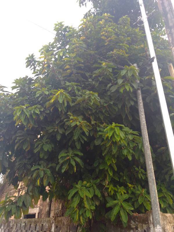 ARBRE TROPICAL diagnosed with Healthy by Plant Finder free app - leaf pathology and plant care