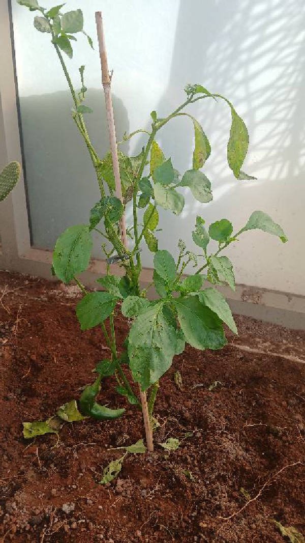 CHILI PEPPER PLANT diagnosed with Leaf Spot by Plant Finder free app - leaf pathology and plant care