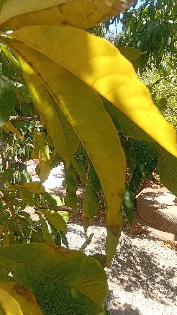 Chlorosis and Leaf Scorch diagnosed with Chlorosis and Leaf Scorch by Plant Finder free app - leaf pathology and plant care
