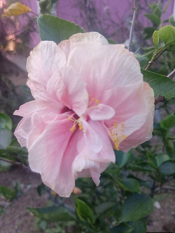 COMMON HIBISCUS diagnosed with Healthy by Plant Finder free app - leaf pathology and plant care