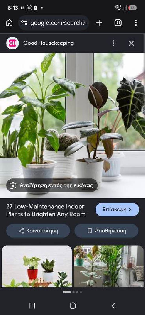 Dieffenbachia diagnosed with Healthy by Plant Finder free app - leaf pathology and plant care