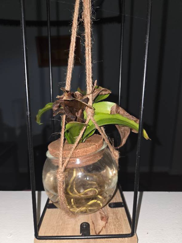DRACAENA PLANT diagnosed with Root Rot by Plant Finder free app - leaf pathology and plant care