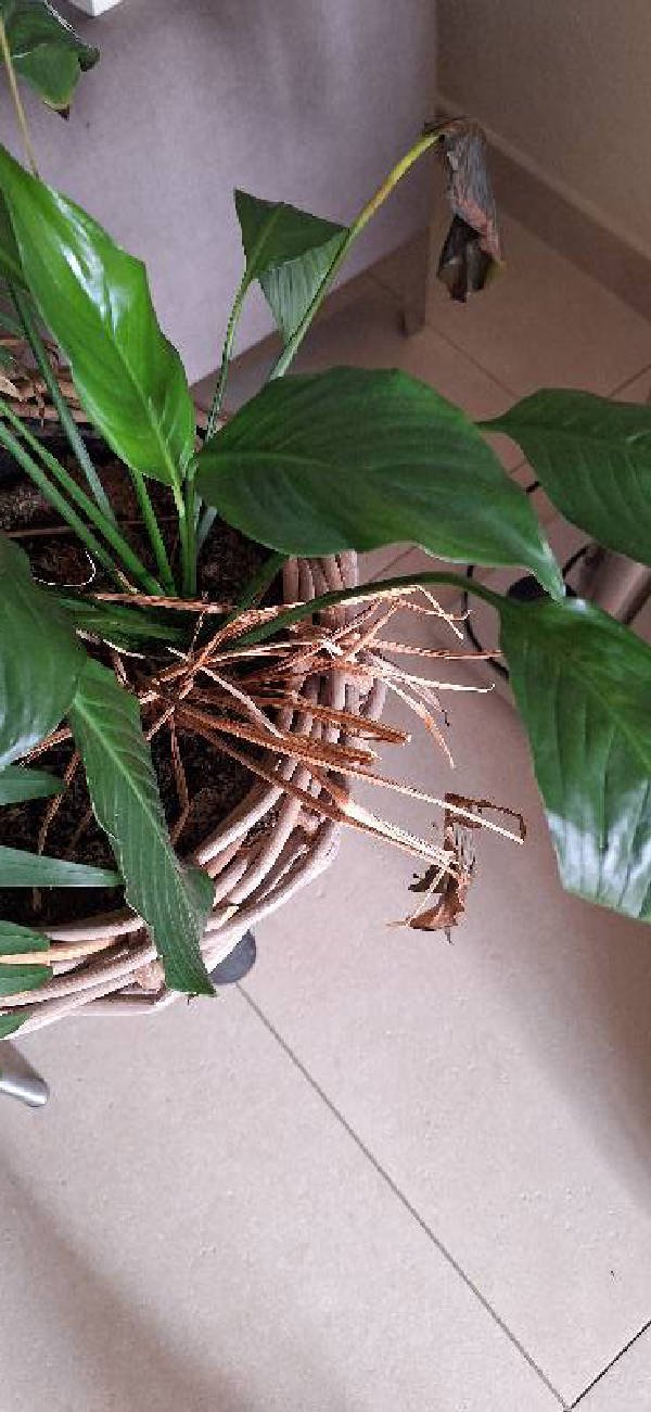 Lepelplant diagnosed with Dehydration by Plant Finder free app - leaf pathology and plant care