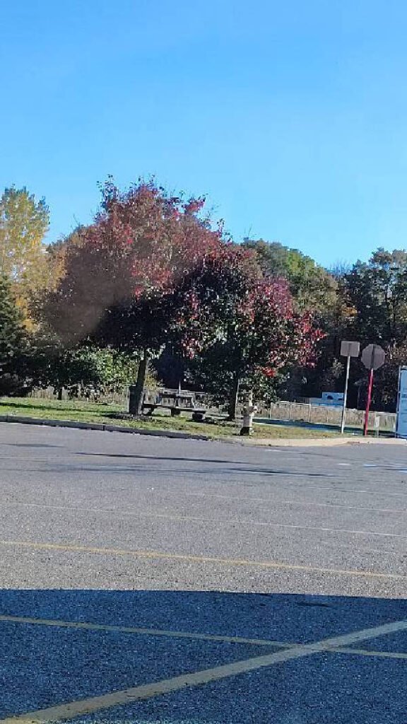 Maple Tree diagnosed with Healthy by Plant Finder free app - leaf pathology and plant care