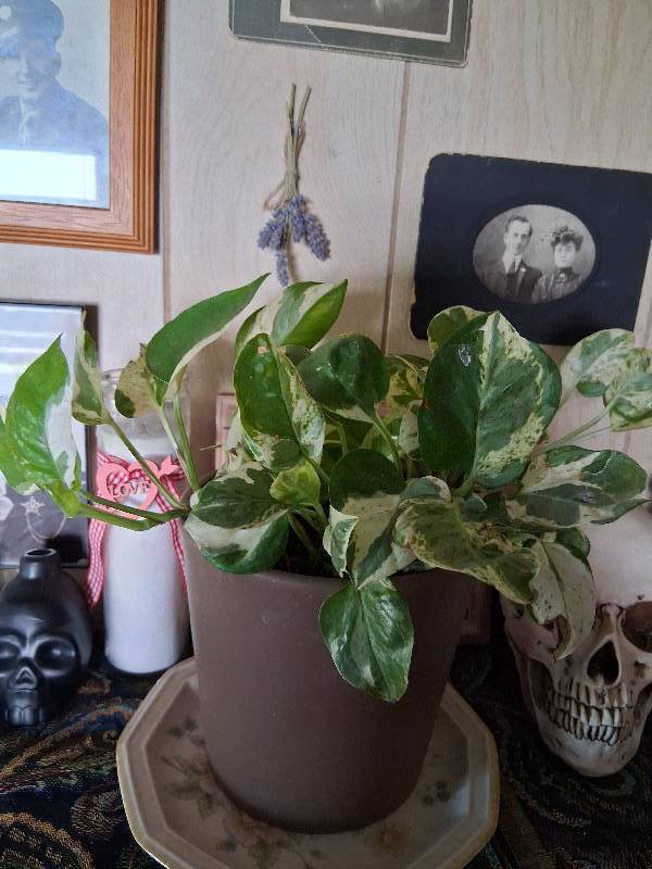 POTHOS 'N'JOY' diagnosed with Healthy by Plant Finder free app - leaf pathology and plant care