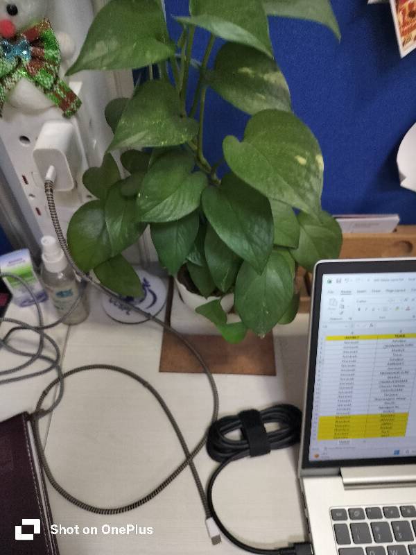 Golden Pothos foliar scan by Plant Finder