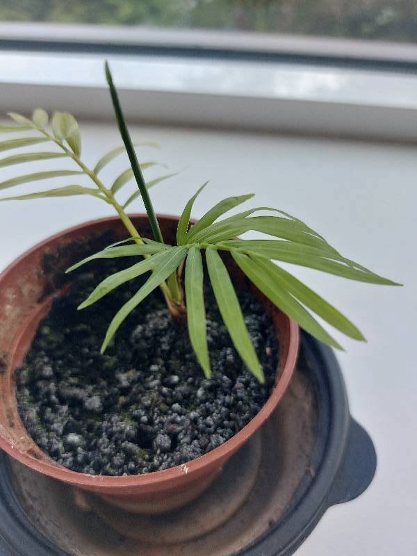 PARLOUR PALM foliar scan by Plant Finder