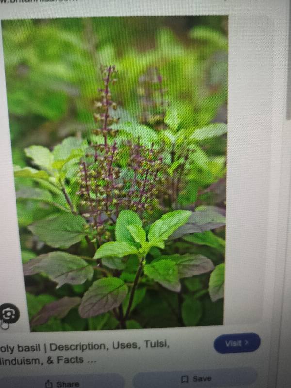 ΰ΄€ΰ΅ΰ΄³ΰ΄Έΰ΄Ώ foliar scan by Plant Finder