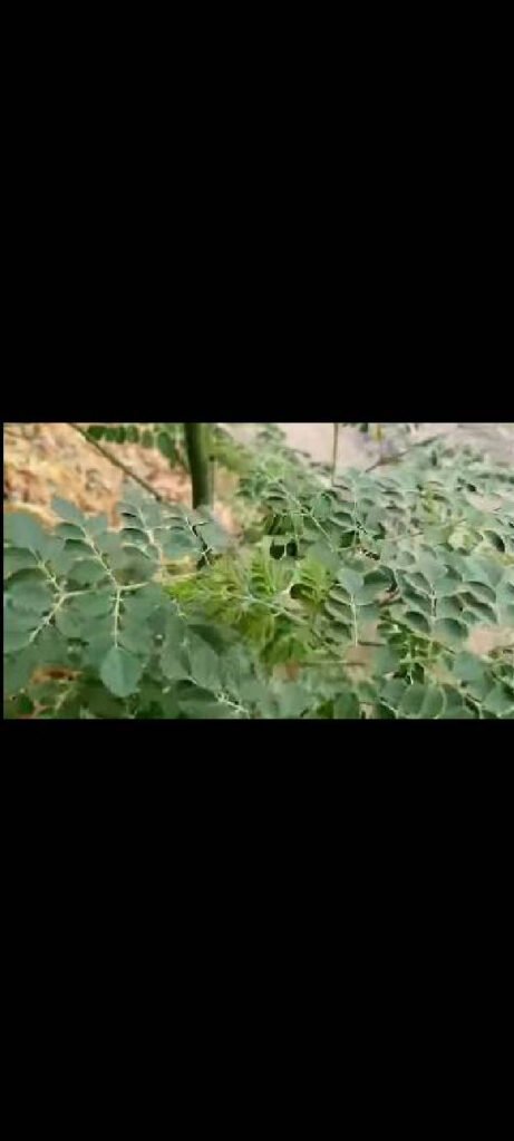 Aucune Carence DΓ©tectΓ©e foliar scan by Plant Finder
