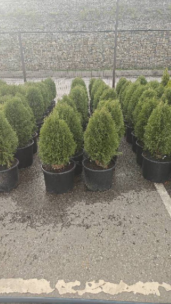 Thuja diagnosed with Healthy by Plant Finder free app - leaf pathology and plant care