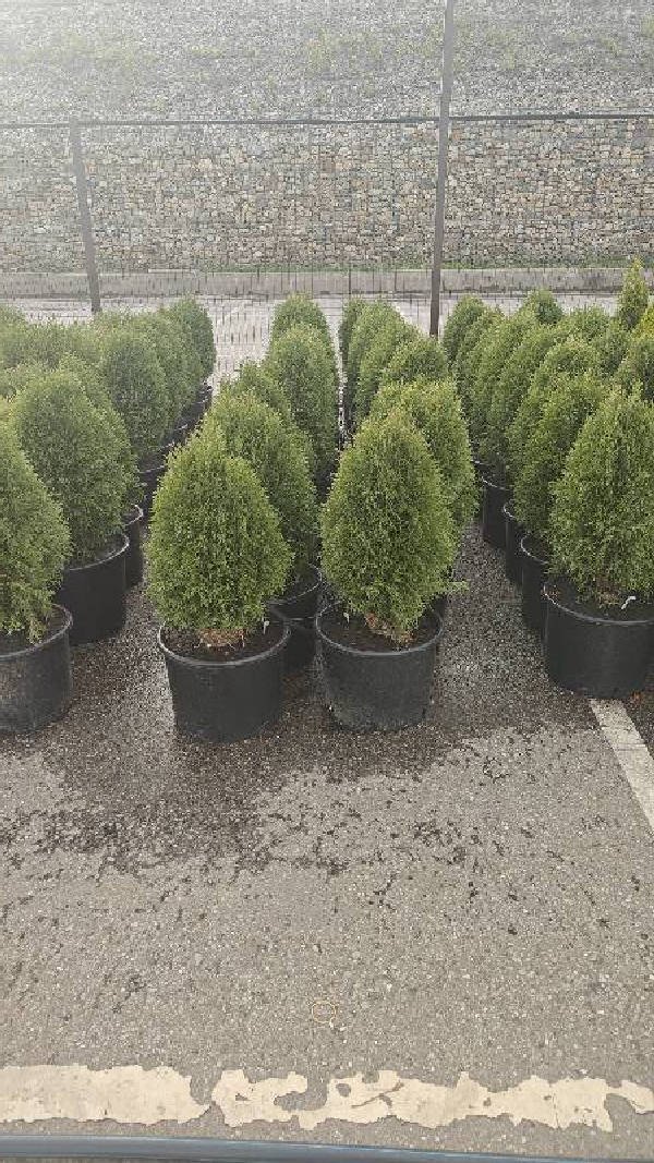 Thuja diagnosed with Healthy by Plant Finder free app - leaf pathology and plant care