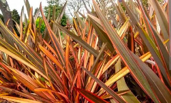 Toxicity Status diagnosed with Toxicity Status by Plant Finder free app - leaf pathology and plant care